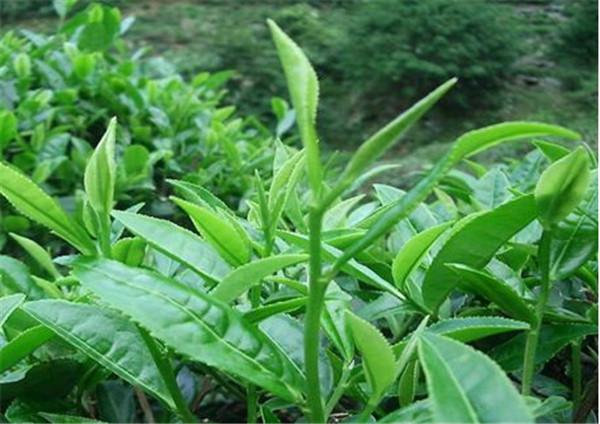 茶叶种植条件（茶叶种植条件高中地理）